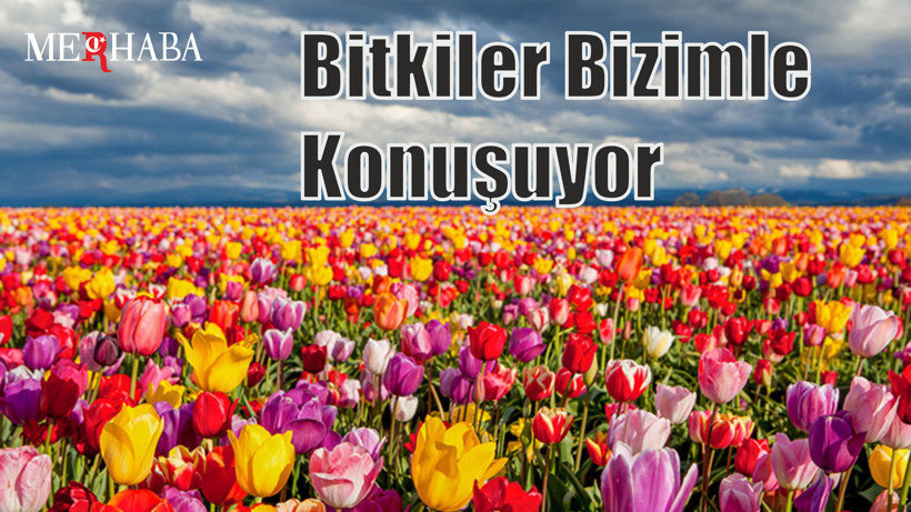 Bitkiler Bizimle Konuşuyor