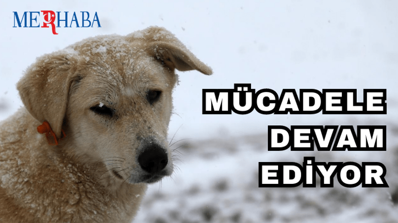 Dünya Sokak Hayvanları Günü