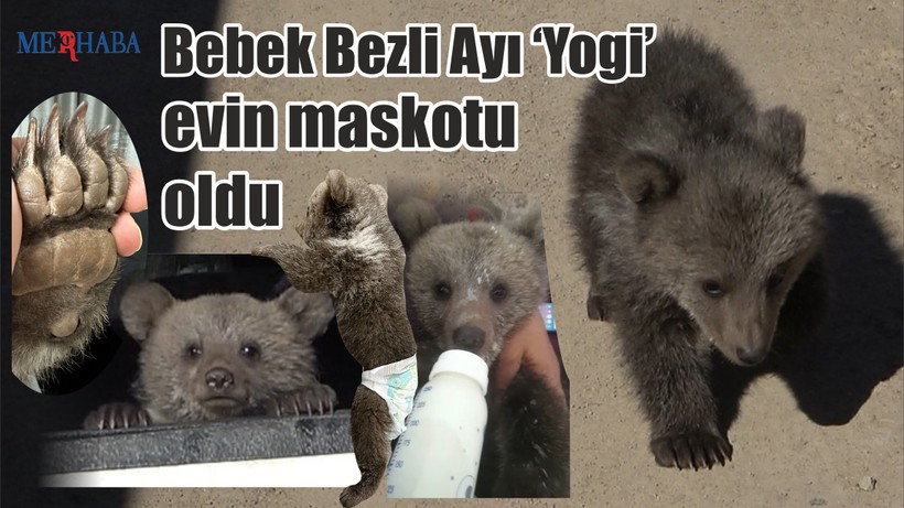 Ayı ‘Yogi’ evin maskotu oldu