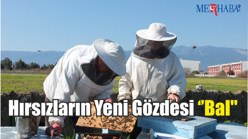 Hırsızların Yeni Gözdesi ''Bal''