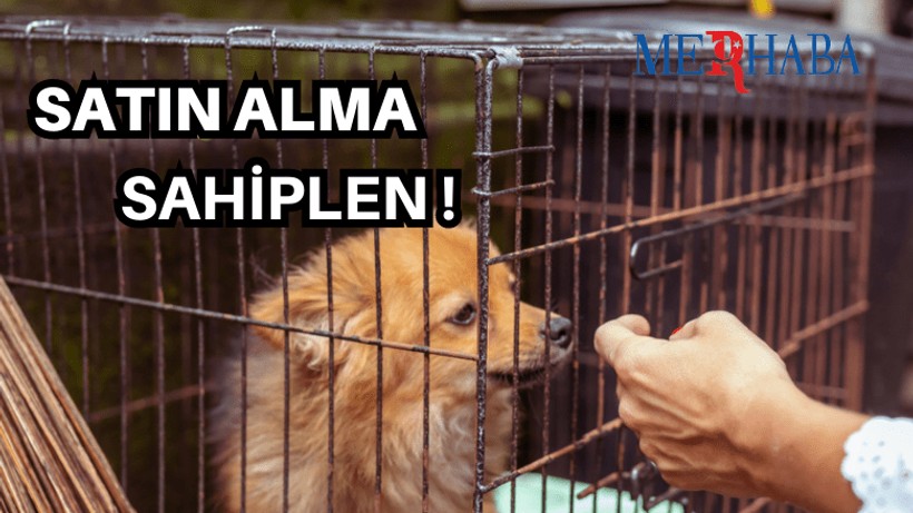 Evcil Dost Sahiplenmek