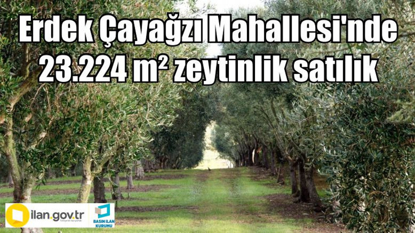 Erdek Çayağzı Mahallesi'nde 23.224 m² zeytinlik satılık