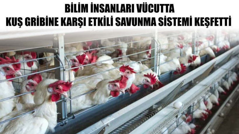 Bilim İnsanları Vücutta Kuş Gribine Karşı Etkili Bir Savunma Sistemi Keşfetti