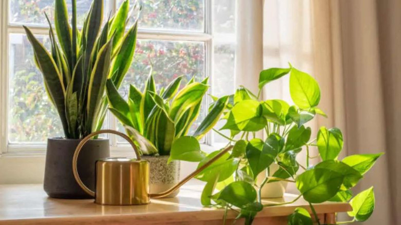 Bitkilerin Evinize Sunduğu Faydalar