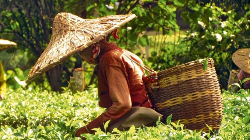 Çay Nasıl Bulundu?