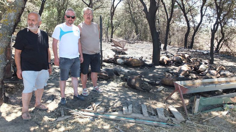 Balıkesir'de Çok Sayıda Hayvan Telef Oldu