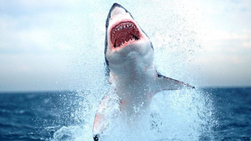 Mavi Suların Korkulu Rüyası!