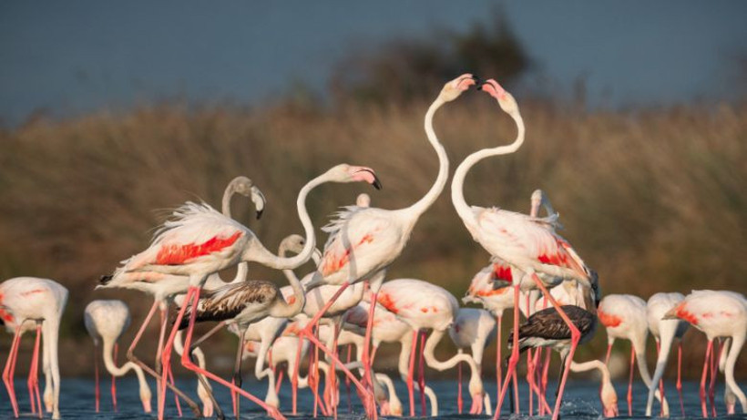 Flamingolar: Venedik-Marmara Denizi Rotasında