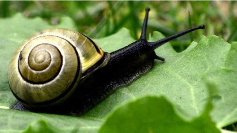 Doğanın Yavaş Yürüyen Yıldızları