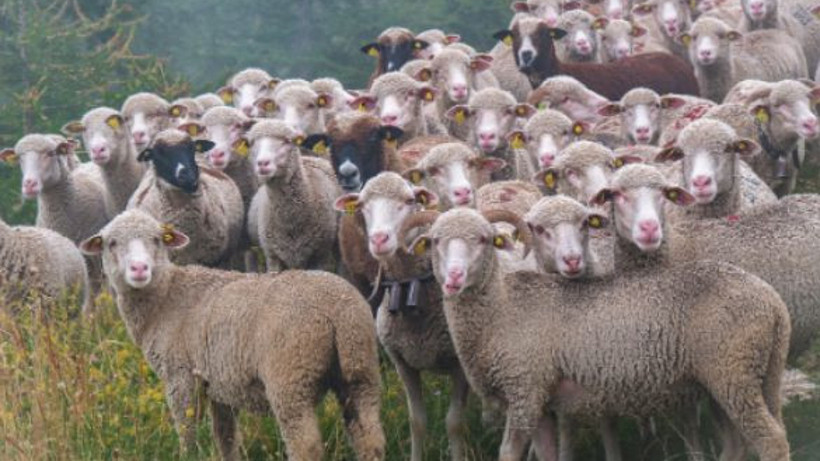 Sarhoş Koyun Sürüsünü Görenler Şaşkınlığını Gizleyemedi