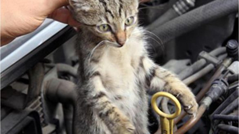 Aracınızı Çalıştırmadan Kaputa Vurun!