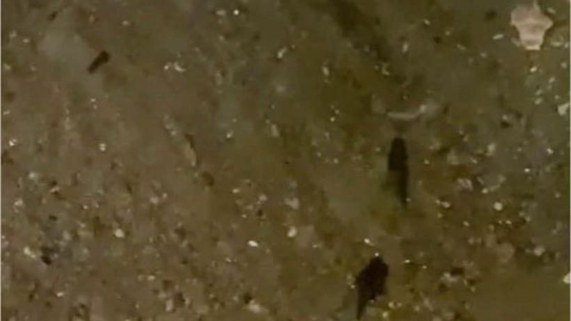 Su Samurlarının Gönen Çayı Serüveni