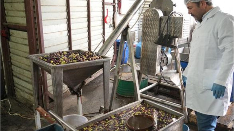 Çevre Dostu Zeytinyağı Üretimi