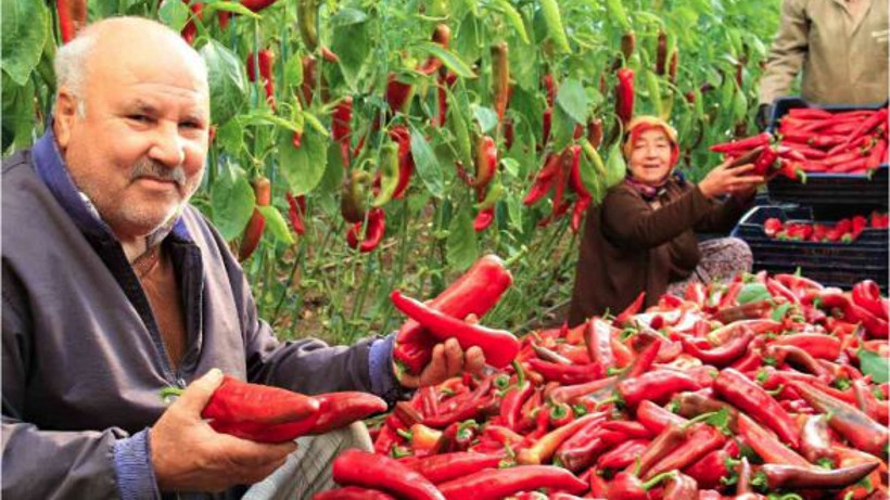 Balıkesir Lezzetinin Lokal Adı Kapya Biberi