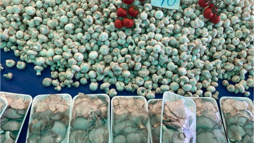 Balıkesirliler Mantarın da Kültürlüsünü Tercih Ediyor