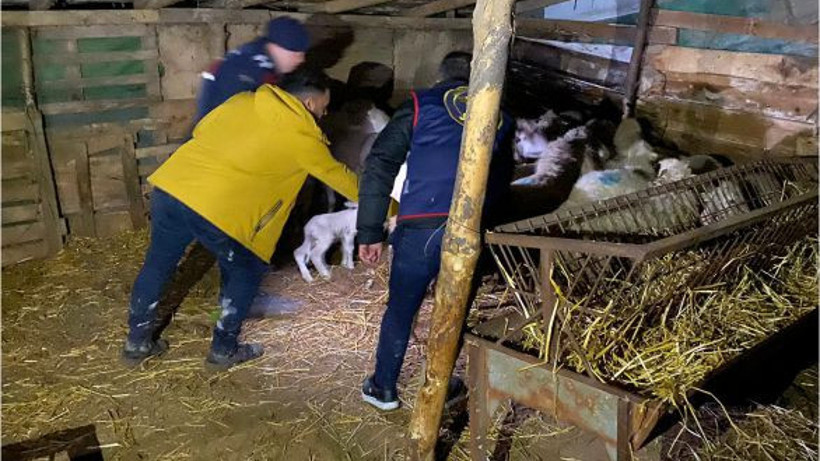 Çaldığı Koyunları Başkasına Sattı