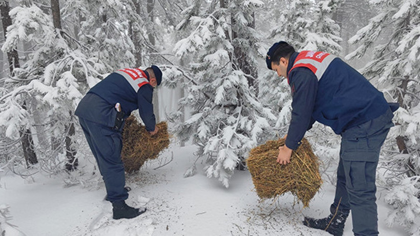Kazdağlarında Yaban Hayvanlar İçin Ekipler Yem Bırakma Çalışması Yaptı