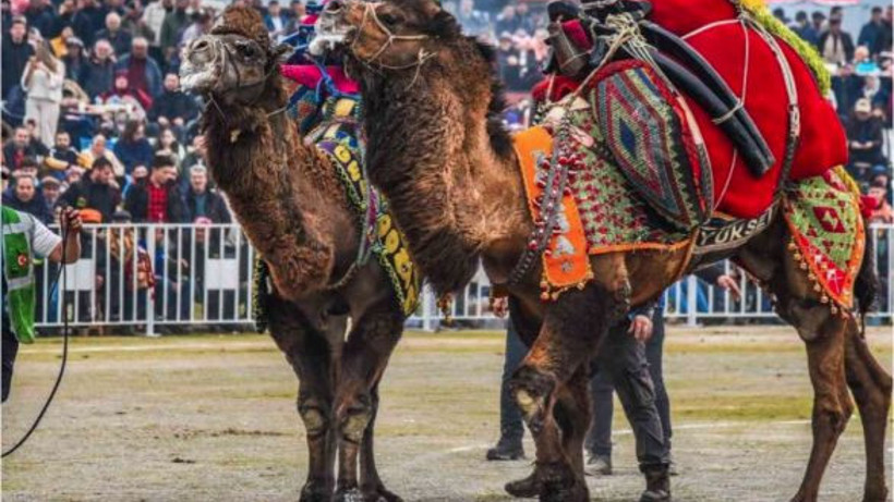 Balıkesir'e Geleneksel Deve Gösterisi Coşkusu