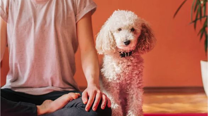 Evcil Hayvanlara Yönelik İlginç Bakım Pratikleri