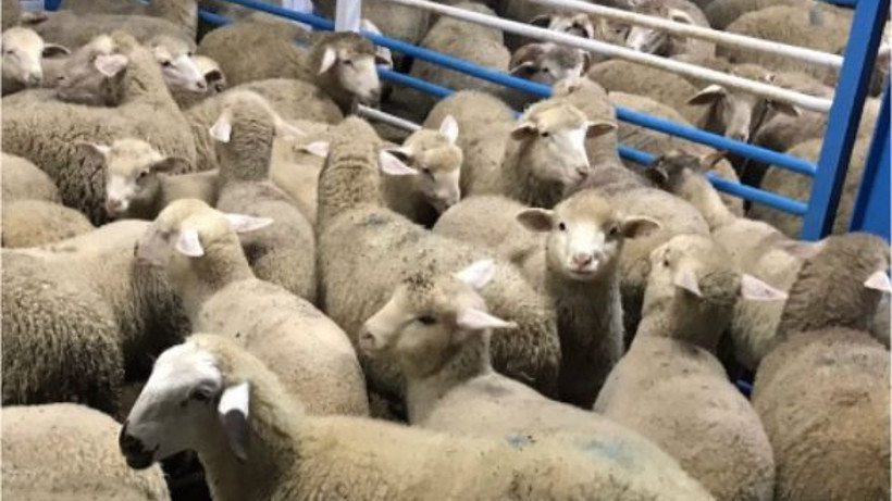 Susurluk Hayvan Pazarında Temizlik Çalışmaları Tamam