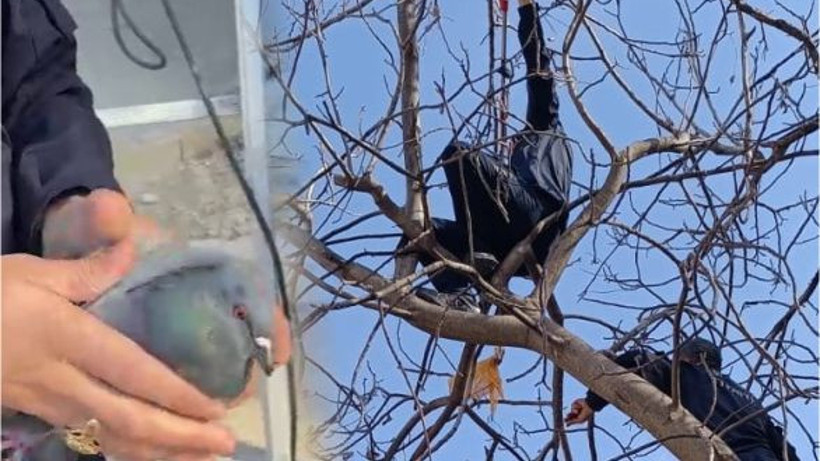 Ağaç dallarına takılan güvercini itfaiye kurtardı