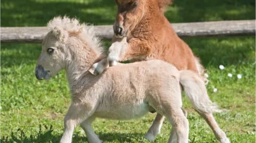 Balıkesir'de Çocuklar 23 Nisan'da Midilli Atlarıyla Buluşacak!