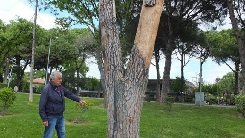 Balıkesir’de Tarihi Ağaçlar Tehlikede