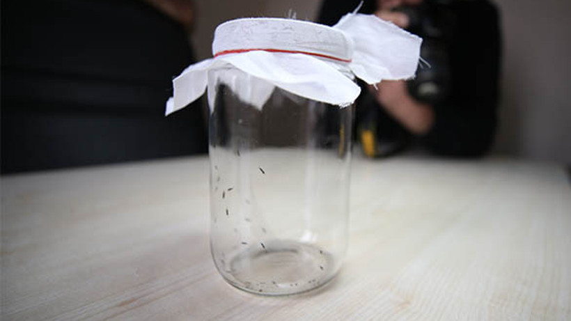 Balıkesir'de Kestane Ormanlarına Biyolojik Mücadele