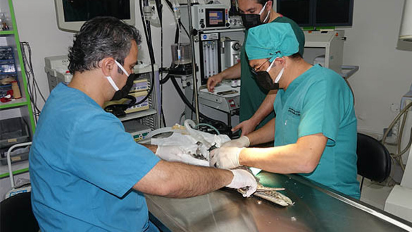 Yaralı Yaban Kuşlar Tedavi Edildi