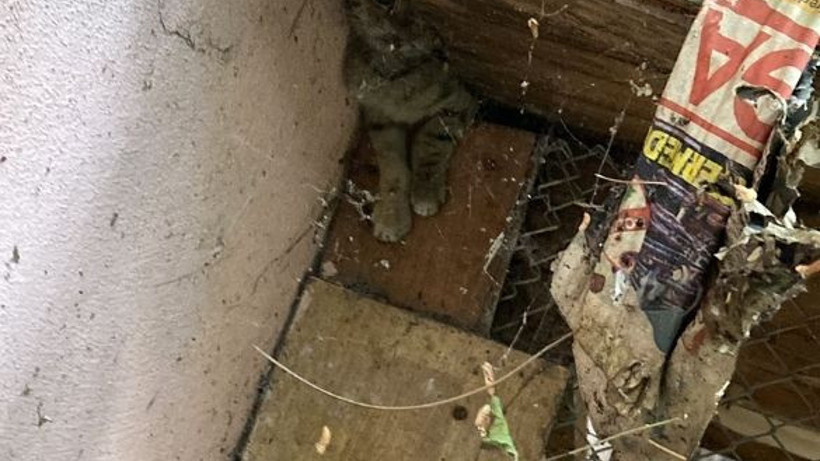 Balıkesir’de İtfaiye Yavru Kediyi Kurtardı