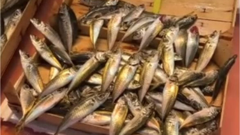 Olta İstavrit Balıkesir Tezgahlarında!