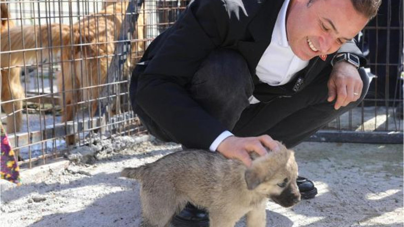 Başkan Akın'dan Sokak Hayvanlarına Destek