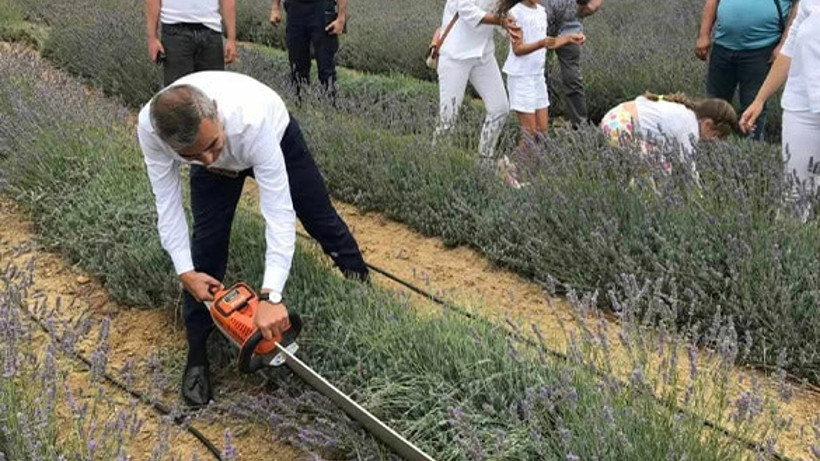 Paşalimanı Adası’nda Lavanta Hasat Şenliği