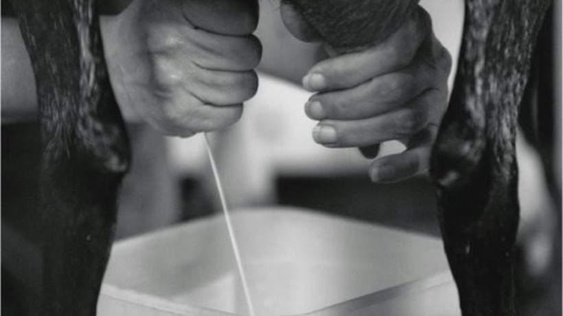 Balıkesir'in Sağlık Deposu: Keçi Sütü Mucizesi