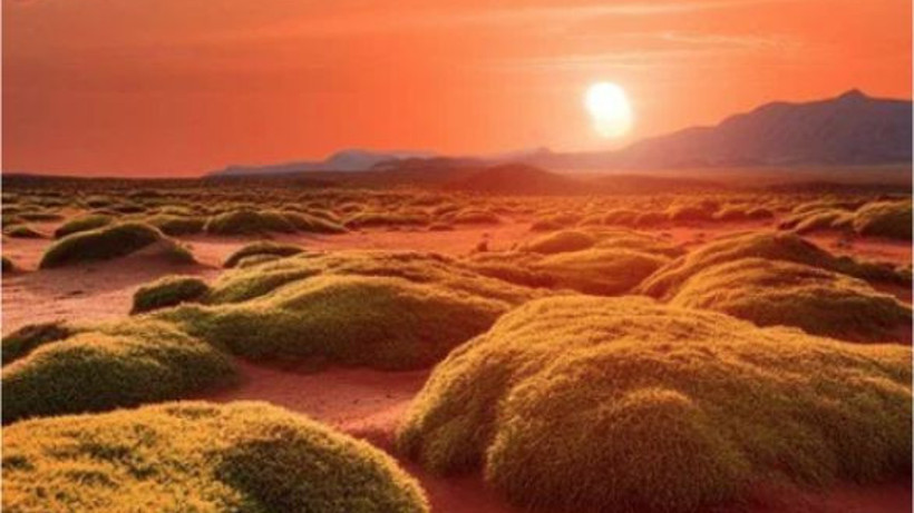 Bu Canlı Mars'ta Hayatta Kalabiliyor!