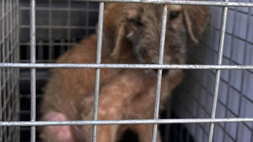 Erdek’teki Yangın Doğal Yaşamı Tehdit Etti