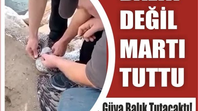 Oltasına Balık Değil Martı Takıldı!