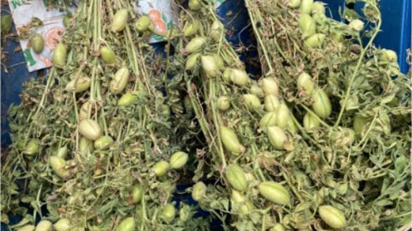 Balıkesir'de Sağlıklı Seçenek: Taze Nohut