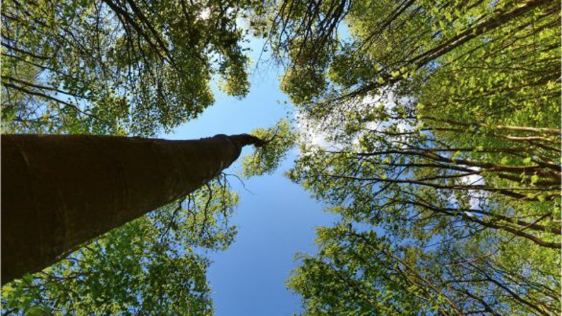 Balıkesir Ormanlarında Biyolojik Çeşitlilik Korunuyor