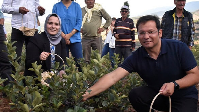 Sındırgı’da Aronya Meyvesinde İlk Hasat Gerçekleştirildi