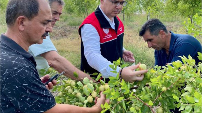 Balıkesir’de Hünnap Hasat Sezonu Başladı
