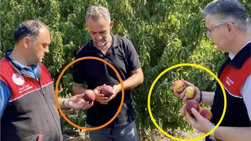 Balıkesir'de Meyve Üretimi Adeta Patladı!