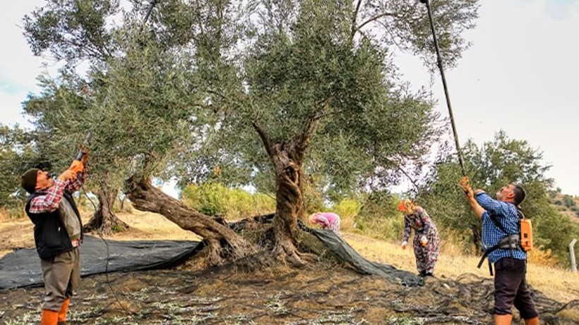Ayvalık'ta Zeytin'de Erken Hasat Başladı