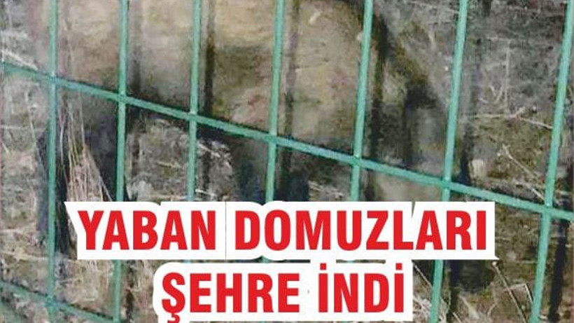 EDREMİT'TE AÇ KALAN DOMUZLAR ŞEHRE İNDİ