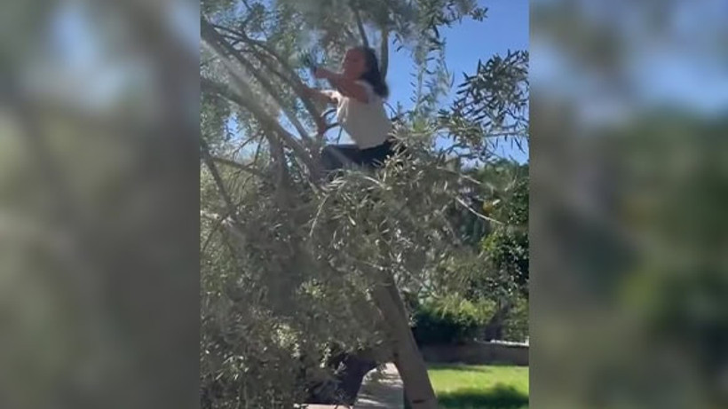 Hülya Avşar Ayvalık'ta Kendi Zeytinini Hasat Etti