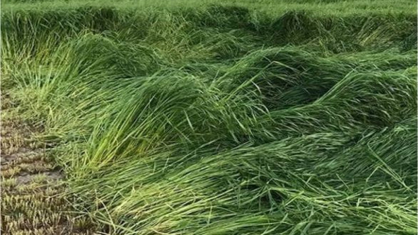 Gönen'de Süt Üretimi Verimliliği Artıyor