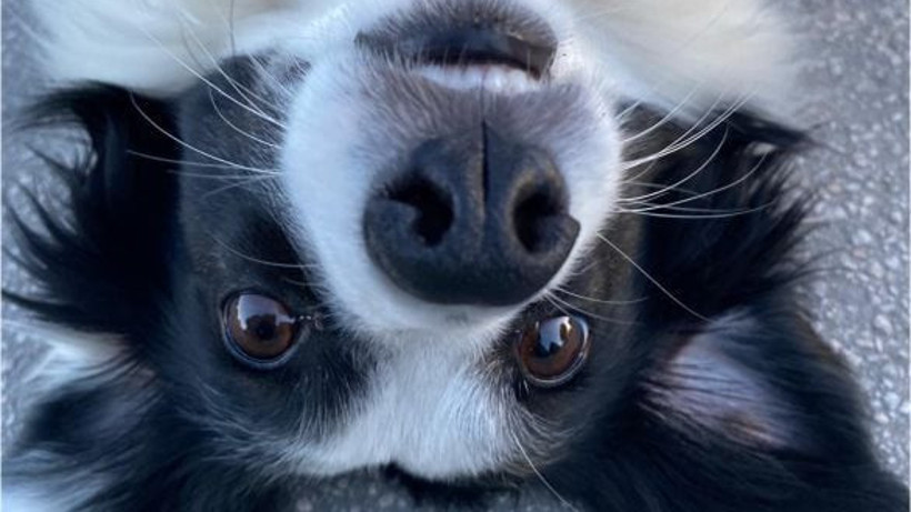 Evcil Hayvanlar İçin 5 Temel Bakım Pratiği