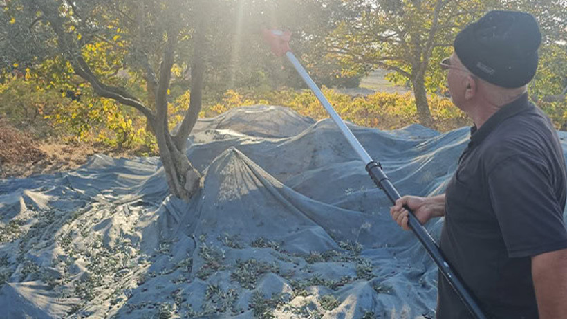 Güney Marmara'da Zeytin Hasadı Devam Ediyor