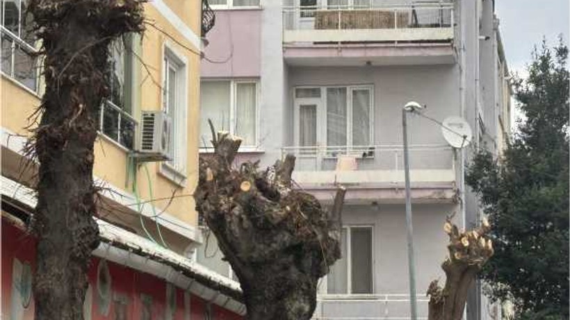 Balıkesir’de Yol Kapatılarak Ağaçların Tüm Dalları Kesildi