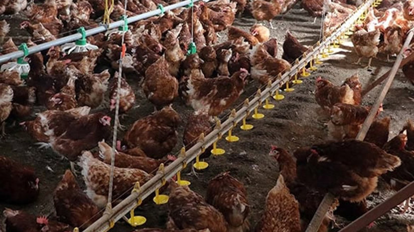 Kümes Hayvancılığı Üretimi Yükselişte
